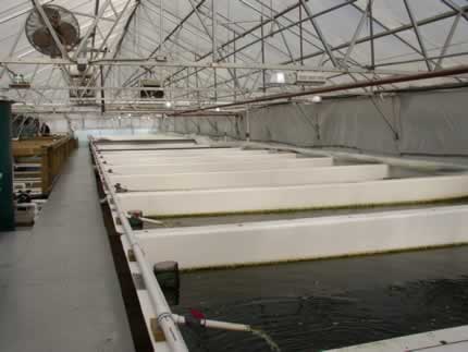 Colorite Hatchery Photos